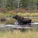 Moose